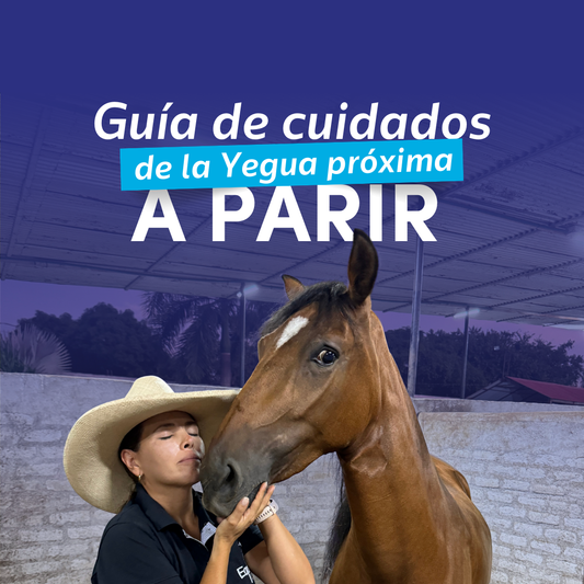 Guía de cuidados de la Yegua próxima a parir