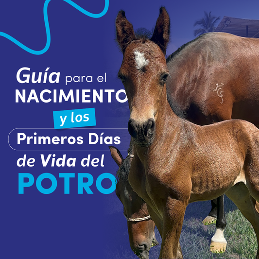Guía para nacimiento y los primeros días de vida del Potro