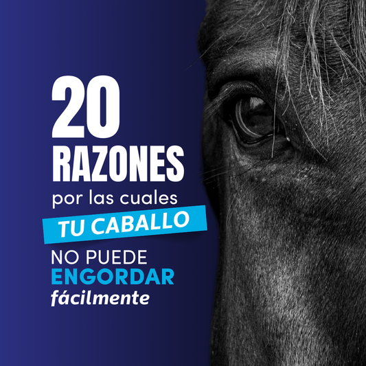 20 Razones por las cuales tu caballo no puede engordar fácilmente